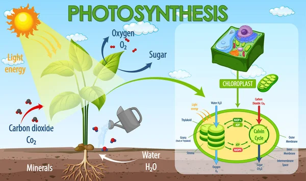 Diagram Zobrazující Proces Fotosyntézy Ilustraci Rostlin — Stockový vektor