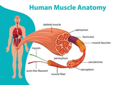 Vücut anatomisi çizimi olan insan kas anatomisi.