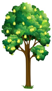 Armut ağacı beyaz arkaplan resimlerinde izole edildi