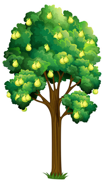 Pear fruit tree isolated on white background illustration