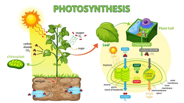 Schema Che Mostra Processo Fotosintesi Nell Illustrazione Vegetale — Vettoriale Stock