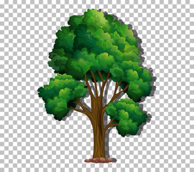 Şeffaf arkaplan resimlerinde yeşil yapraklı bir ağaç