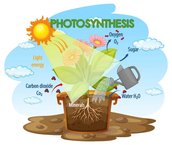 Diagramm Das Den Prozess Der Photosynthese Der Pflanzenillustration Zeigt — Stockvektor