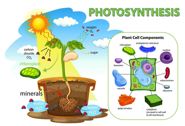 Schema Van Het Fotosyntheseproces Bij Illustratie Van Planten — Stockvector