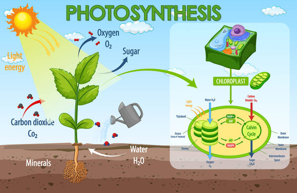 Diagram showing process of photosynthesis in plant illustration