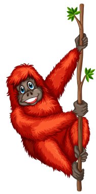 orangutan