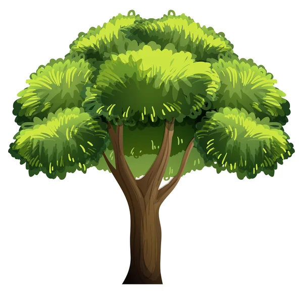 オークの木 — ストックベクタ