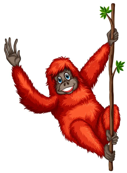 Orangutan — Stock Vector