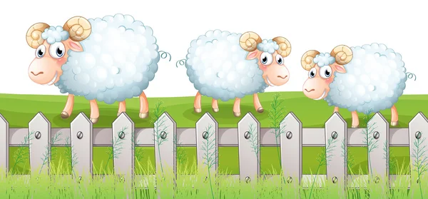 Three sheeps — Stock Vector