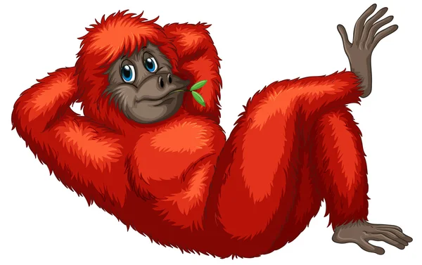 Orangután — Vector de stock