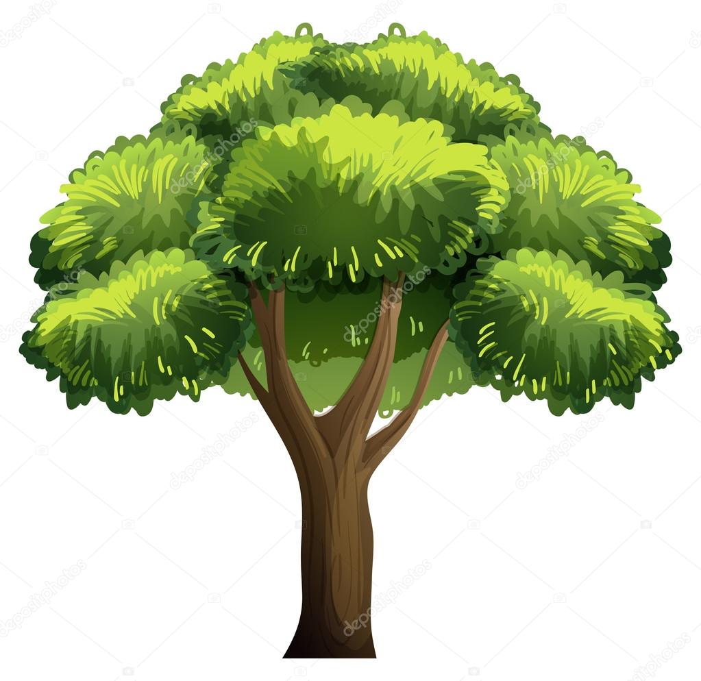 Oak tree Stock Vector by ©interactimages 51971839, image size:1023x994