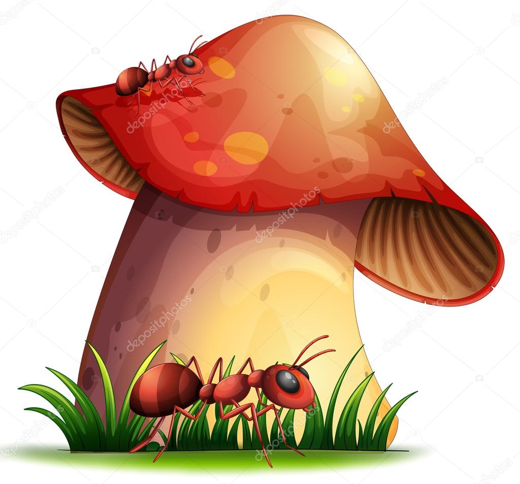 Closeup mushroom