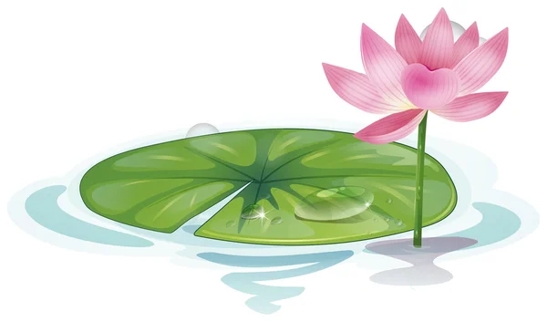 Lotus — Stock Vector