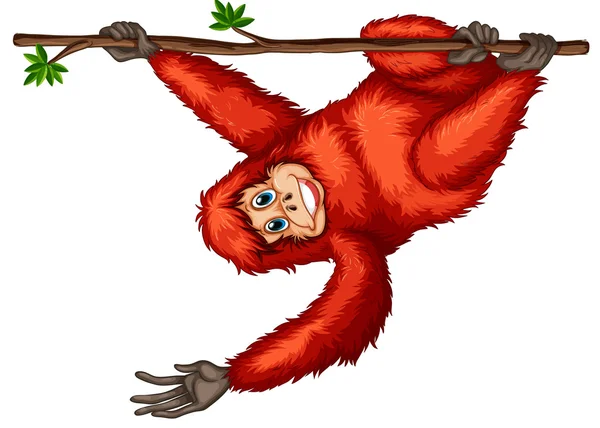 Orangután — Stock Vector