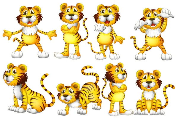 Tiger set — Stock Vector