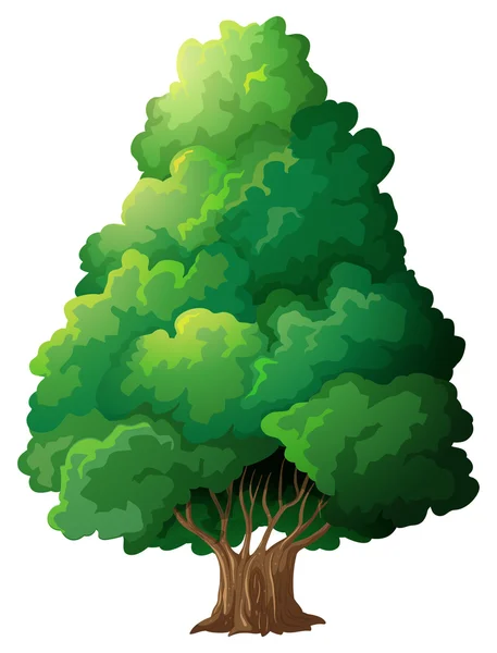 Tree — Stock Vector