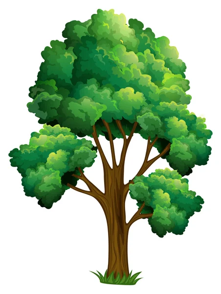 Árbol — Vector de stock