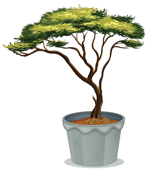 Bonsai. — Vetor de Stock