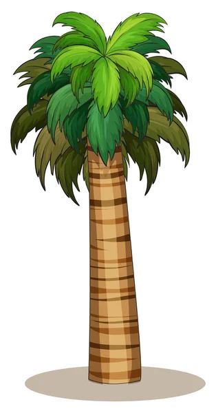 Palmera — Vector de stock