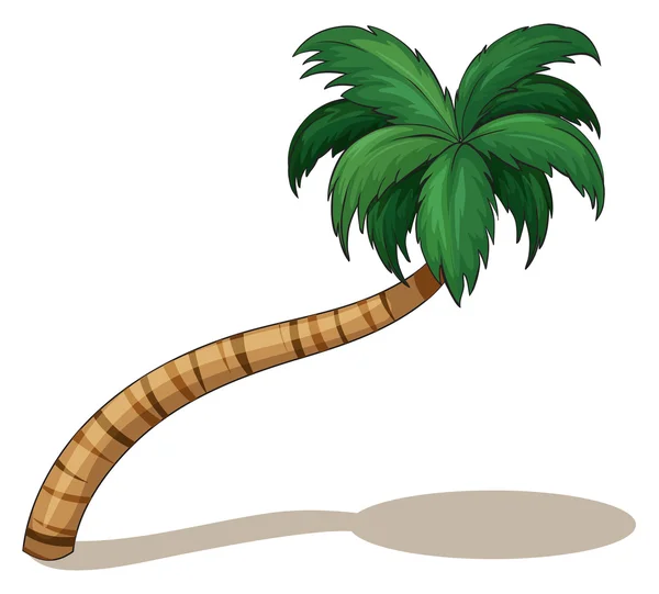 A coconut tree — Stock Vector