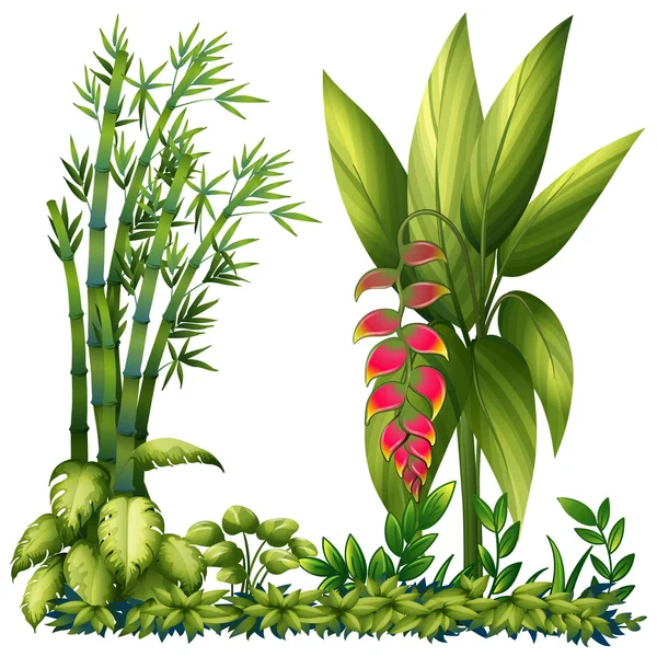 Plantes ornementales — Image vectorielle