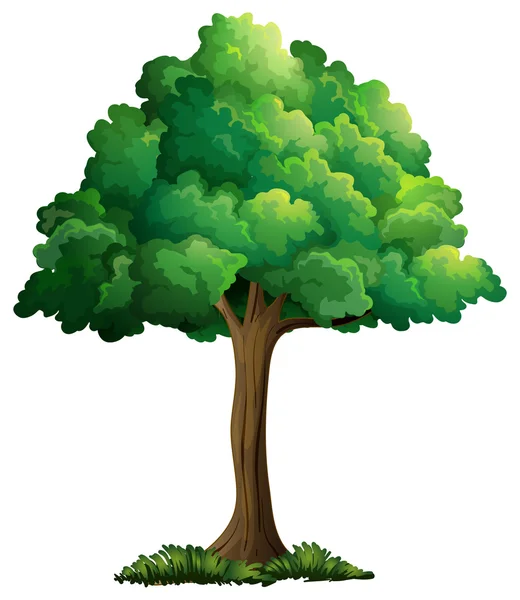 Un árbol — Vector de stock