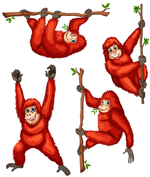 红毛猩猩 — 图库矢量图片