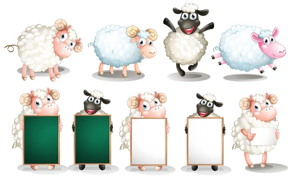 Schapen set — Stockvector