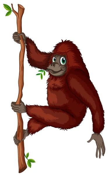 Orangutan — Stock Vector