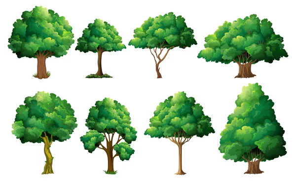 Set di alberi — Vettoriale Stock