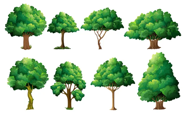 Tree set — Stock Vector