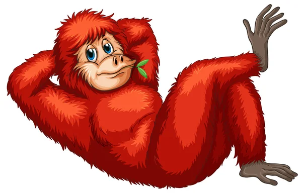 Orangután — Vector de stock