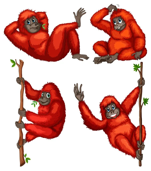 Orangután — Vector de stock