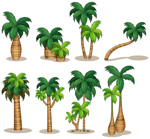 Cartoon palm tree Vector Art Stock Images | Depositphotos Cartoon palm tree Vector Art Stock Images | Depositphotos