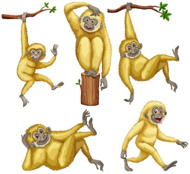 Gibbon illüstrasyon