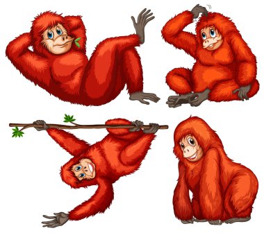 orangutan illüstrasyon