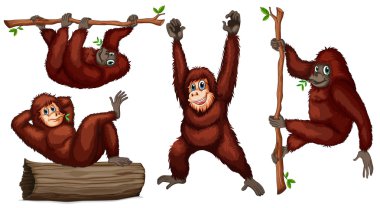 orangutanlar illüstrasyon