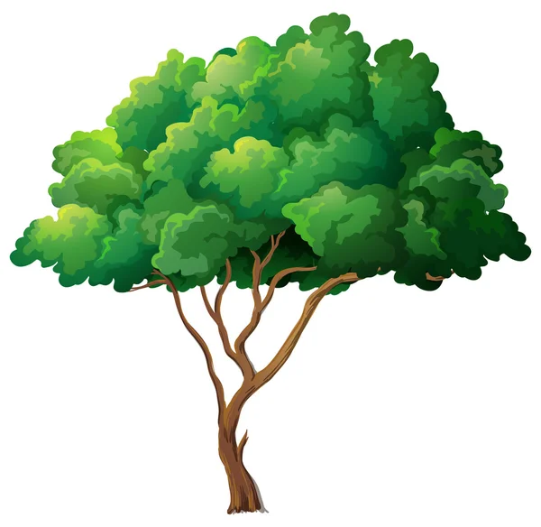 Tree Illustration — Stock Vector