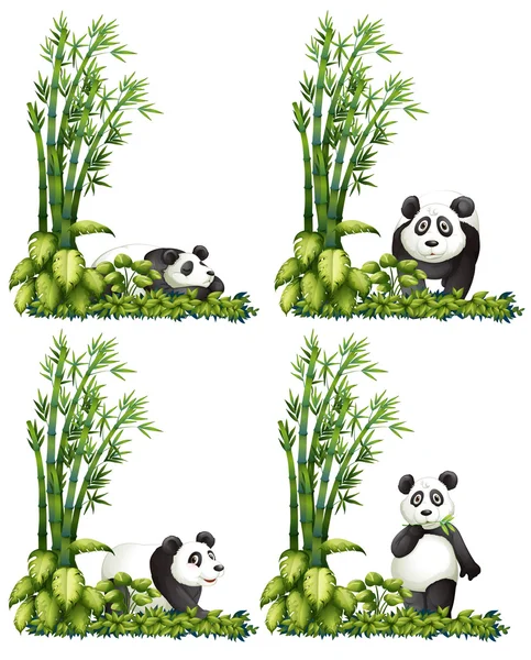 Panda et bambou — Image vectorielle
