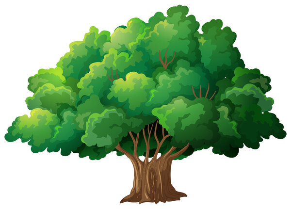 Tree Illustration
