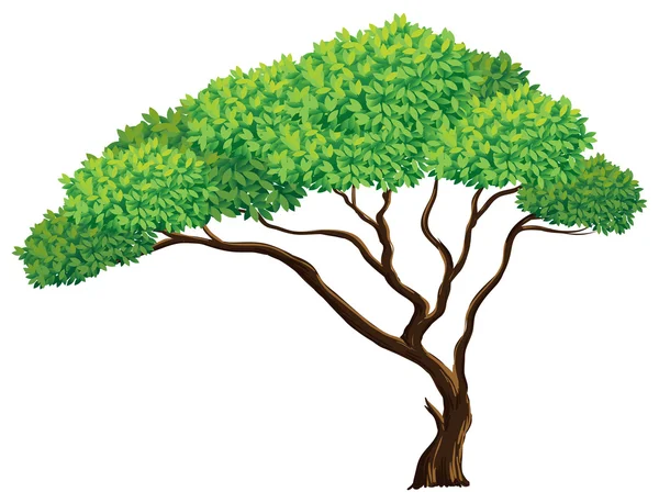 Illustrazione dell'albero — Vettoriale Stock