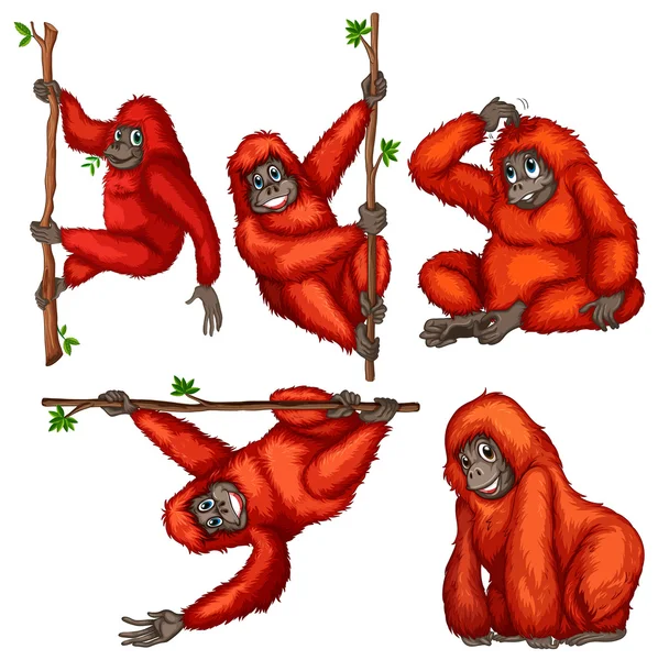 Orangutan ilustrace — Stockový vektor