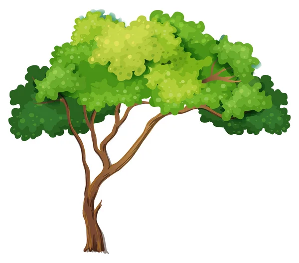 Tree Illustration — Stock Vector