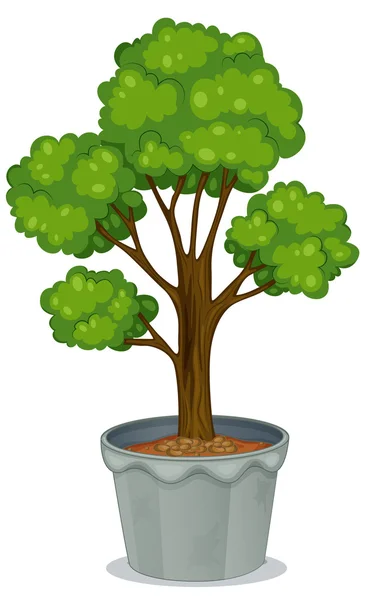 Plant illustratie — Stockvector