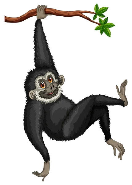 Gibbon. — Vector de stock