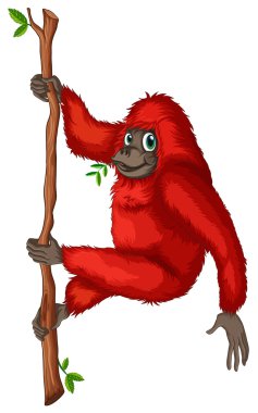 orangutan