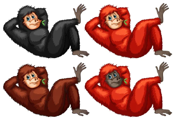 Orangotangos — Vetor de Stock