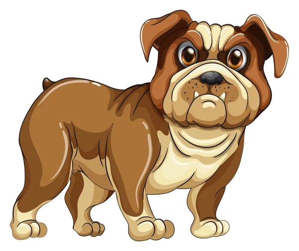 Bulldog. — Vector de stock