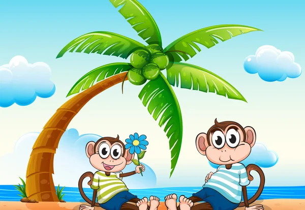 Monkeys and beach — Stock Vector