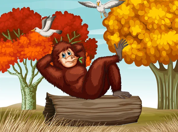 Orangután — Vector de stock